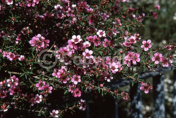 Red blooms; Pink blooms; Evergreen