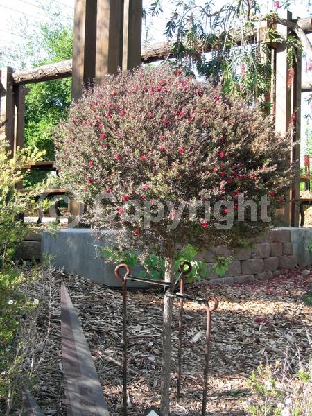 Red blooms; Pink blooms; Evergreen