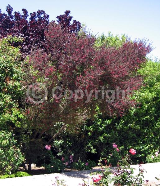 Red blooms; Pink blooms; Evergreen