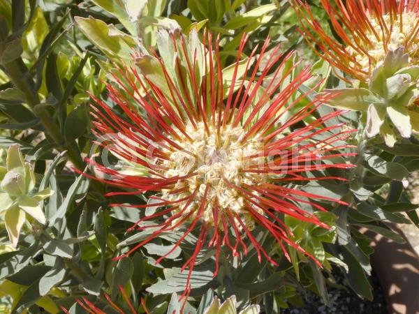 Red blooms; Orange blooms; Evergreen