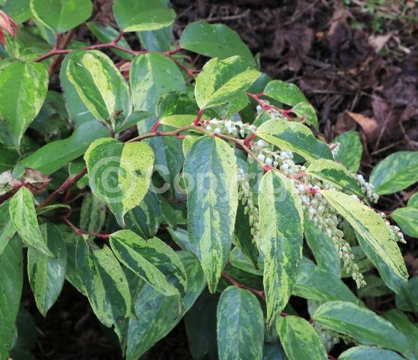 White blooms; Pink blooms; Evergreen; North American Native