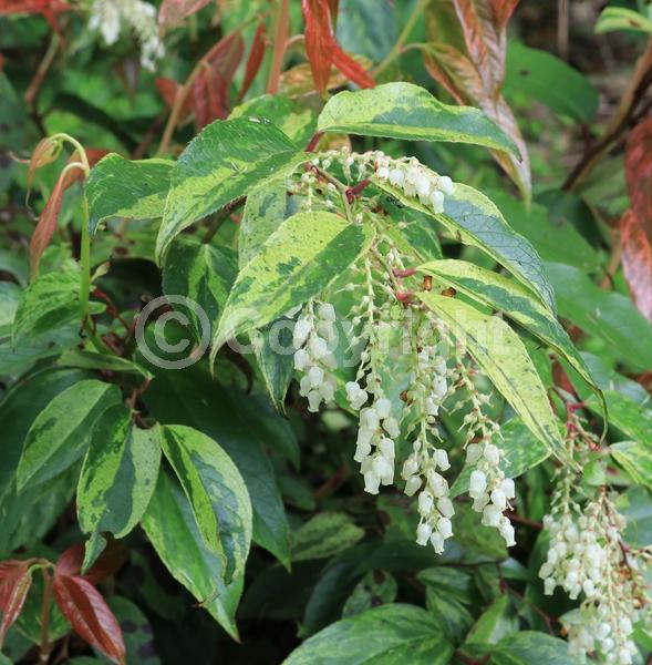 White blooms; Pink blooms; Evergreen; North American Native