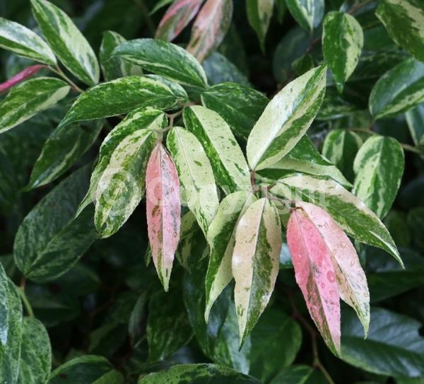 White blooms; Pink blooms; Evergreen; North American Native