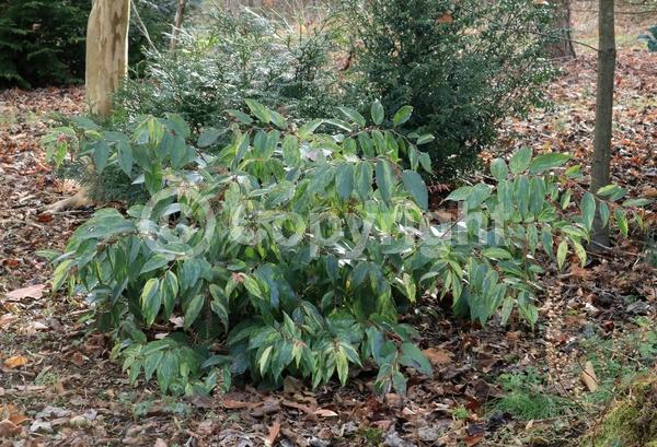 White blooms; Pink blooms; Evergreen; North American Native