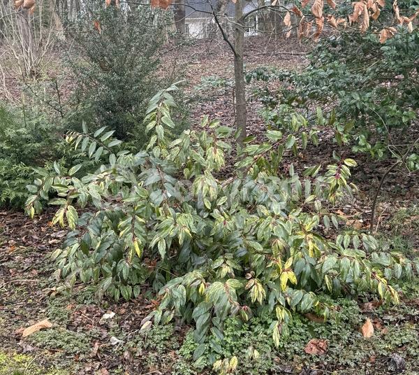 White blooms; Pink blooms; Evergreen; North American Native