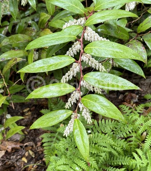 White blooms; Pink blooms; Evergreen; North American Native