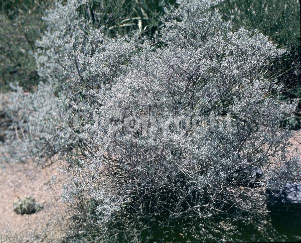 Purple blooms; White blooms; Pink blooms; Lavender blooms; Evergreen