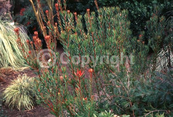 Red blooms; Evergreen