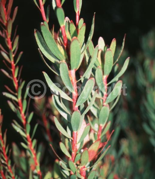 Red blooms; Evergreen