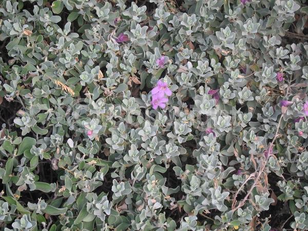 Pink blooms; Evergreen; Semi-evergreen; Broadleaf