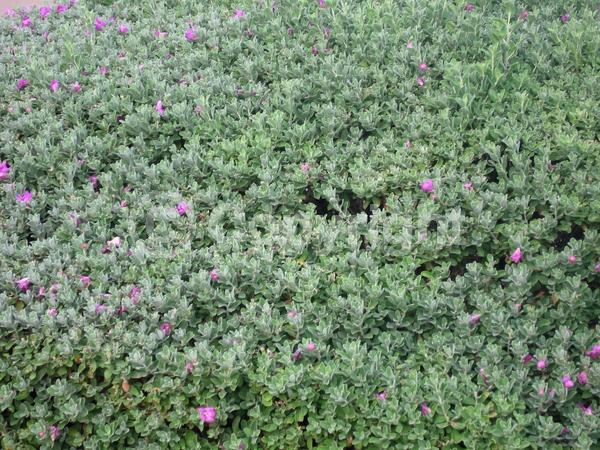 Pink blooms; Evergreen; Semi-evergreen; Broadleaf