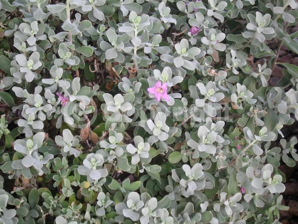 Pink blooms; Evergreen; Semi-evergreen; Broadleaf