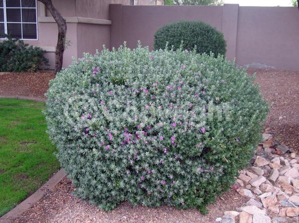 Pink blooms; Evergreen; Semi-evergreen; Broadleaf