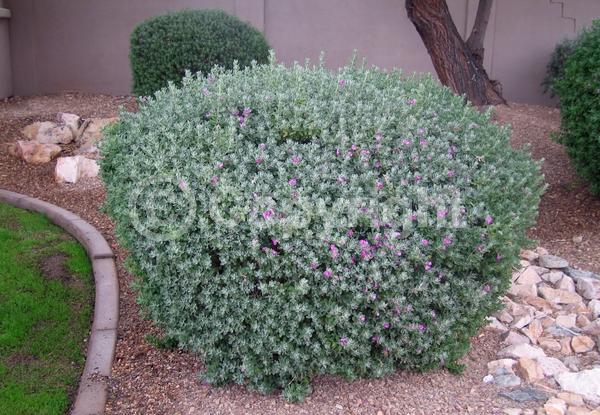 Pink blooms; Evergreen; Semi-evergreen; Broadleaf