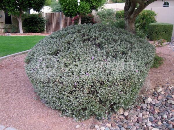 Pink blooms; Evergreen; Semi-evergreen; Broadleaf