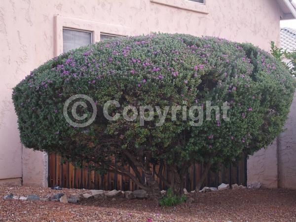 Pink blooms; Evergreen; North American Native