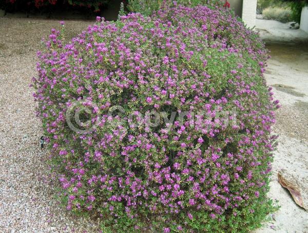 Pink blooms; Evergreen; North American Native