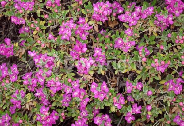 Pink blooms; Evergreen; North American Native