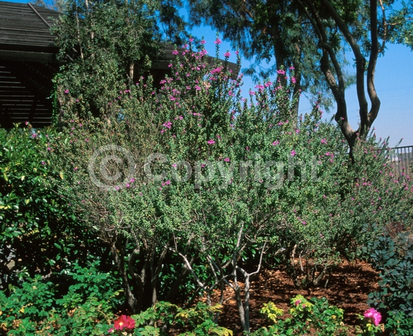 Pink blooms; Evergreen; North American Native