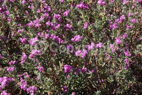 Pink blooms; Evergreen; North American Native
