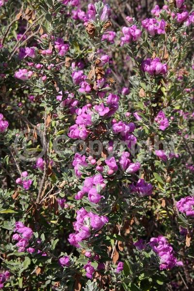 Pink blooms; Evergreen; North American Native