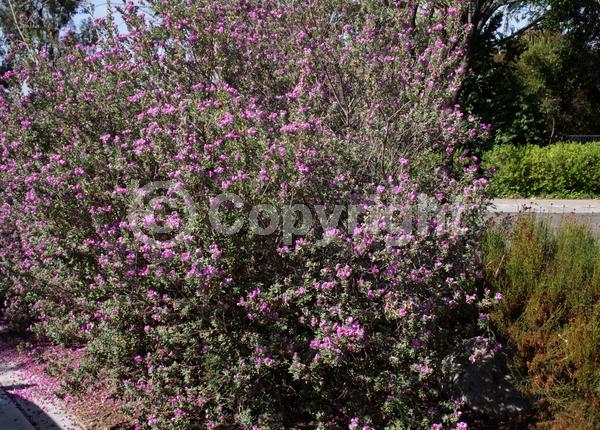 Pink blooms; Evergreen; North American Native