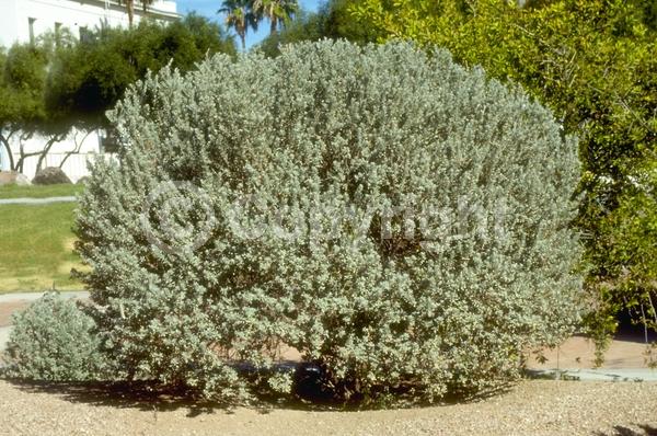 Purple blooms; White blooms; Pink blooms; Lavender blooms; Evergreen; North American Native