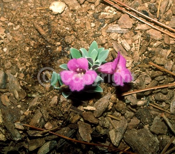 Purple blooms; White blooms; Pink blooms; Lavender blooms; Evergreen; North American Native