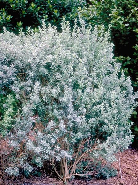 Purple blooms; White blooms; Pink blooms; Lavender blooms; Evergreen; North American Native