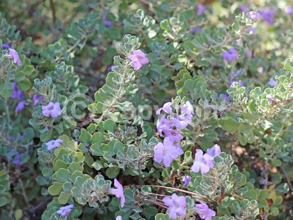 Lavender blooms; Evergreen; North American Native