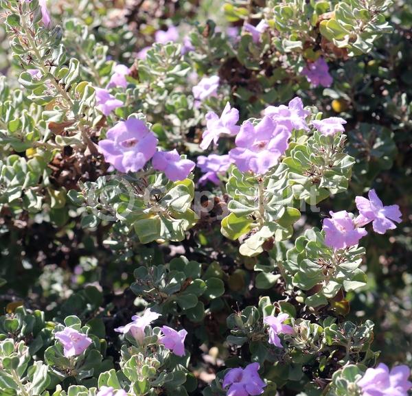 Lavender blooms; Evergreen; North American Native