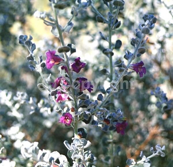Purple blooms; White blooms; Pink blooms; Lavender blooms; Evergreen; North American Native