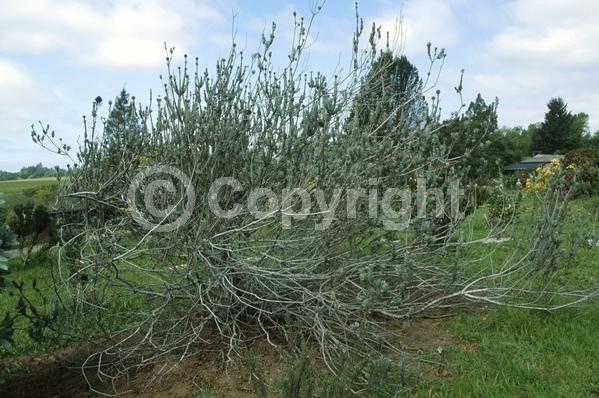Red blooms; Orange blooms; Evergreen; Broadleaf
