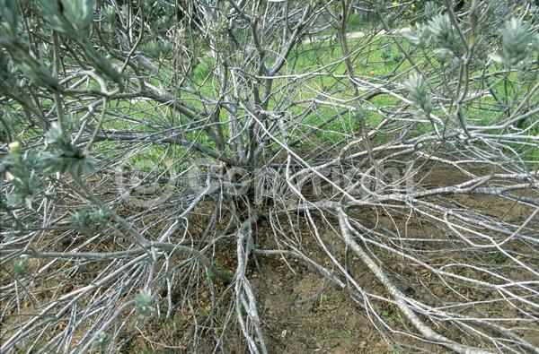 Red blooms; Orange blooms; Evergreen; Broadleaf
