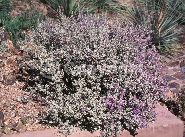 Purple blooms; White blooms; Pink blooms; Lavender blooms; Evergreen; North American Native