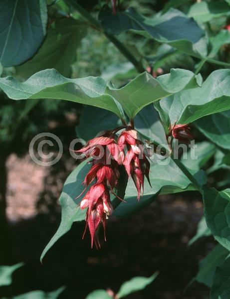 Red blooms; White blooms