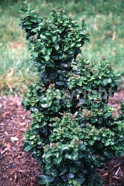 White blooms; Evergreen