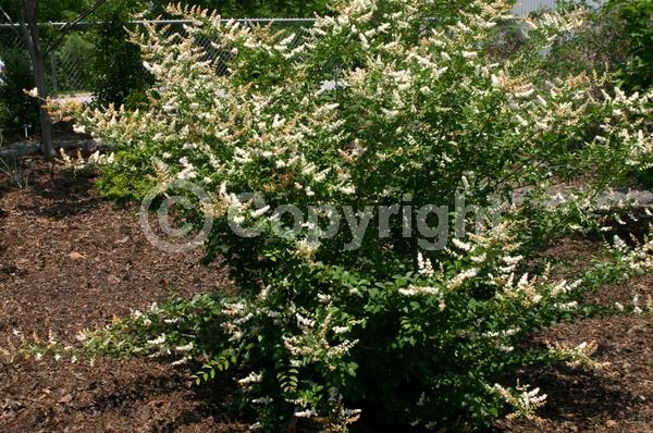 White blooms; Evergreen; Broadleaf