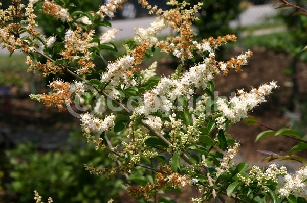 White blooms; Evergreen; Broadleaf