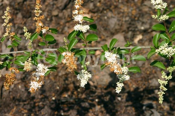 White blooms; Evergreen; Broadleaf