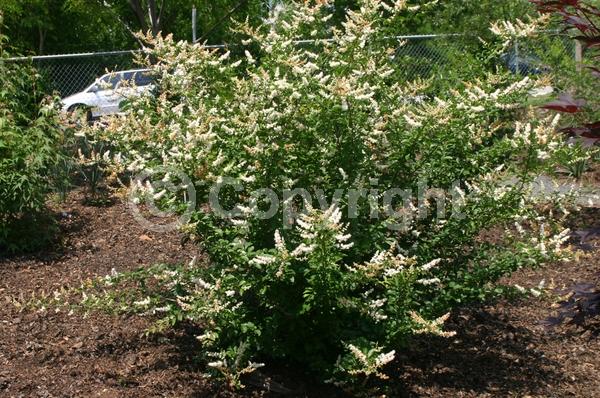 White blooms; Evergreen; Broadleaf