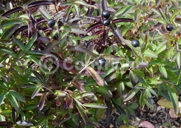 White blooms; Semi-evergreen