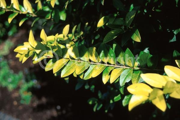White blooms; Semi-evergreen