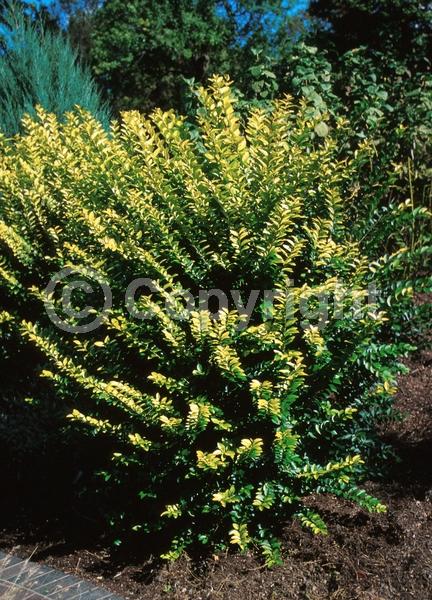 White blooms; Semi-evergreen