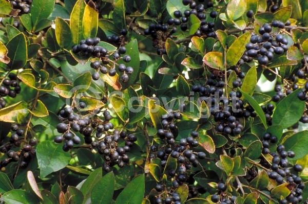 White blooms; Semi-evergreen