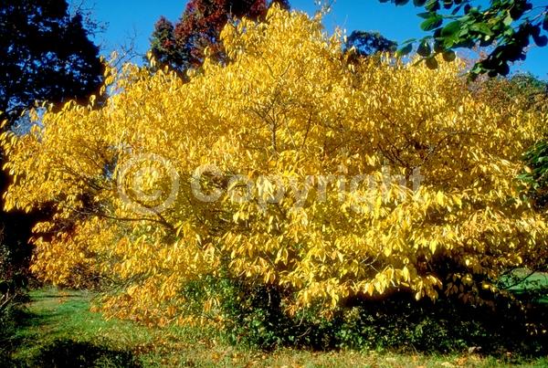 Yellow blooms; Green blooms; Deciduous; Broadleaf; North American Native
