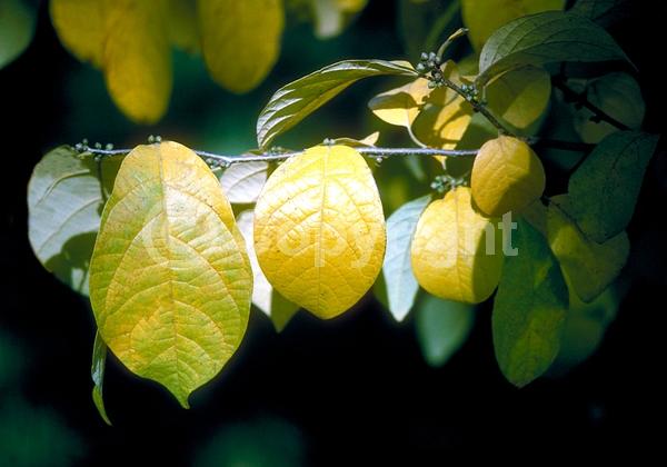 Yellow blooms; Green blooms; Deciduous; Broadleaf; North American Native