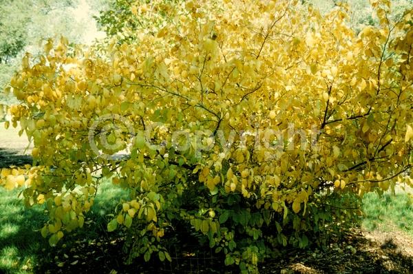 Yellow blooms; Green blooms; Deciduous; Broadleaf; North American Native