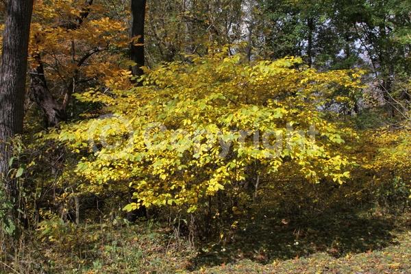 Yellow blooms; Green blooms; Deciduous; Broadleaf; North American Native