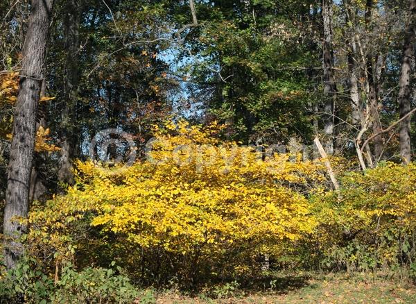Yellow blooms; Green blooms; Deciduous; Broadleaf; North American Native